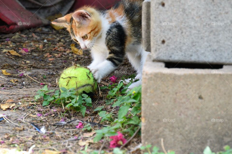 Kitten playing ball 