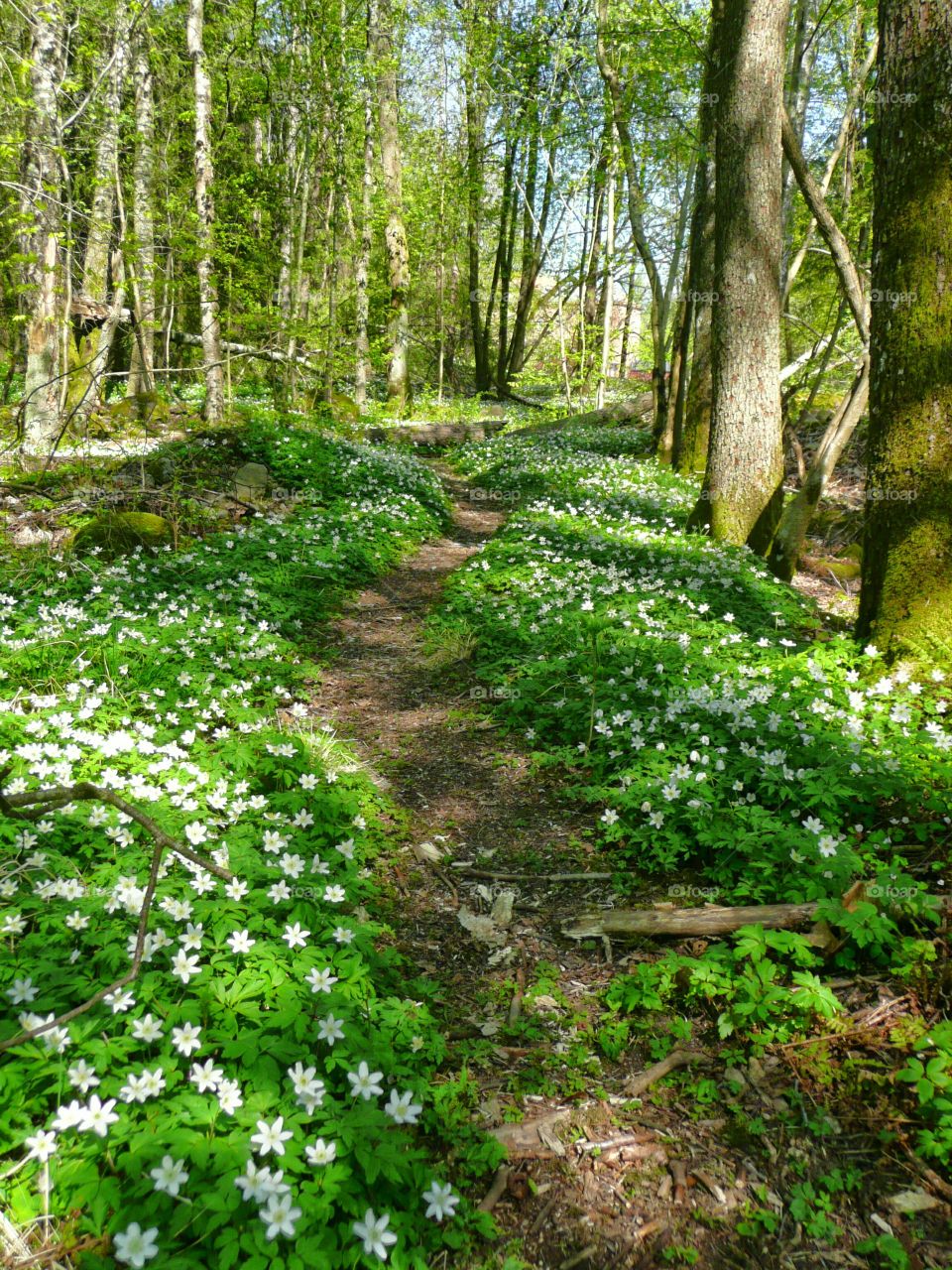 Anemones blossom in the woods