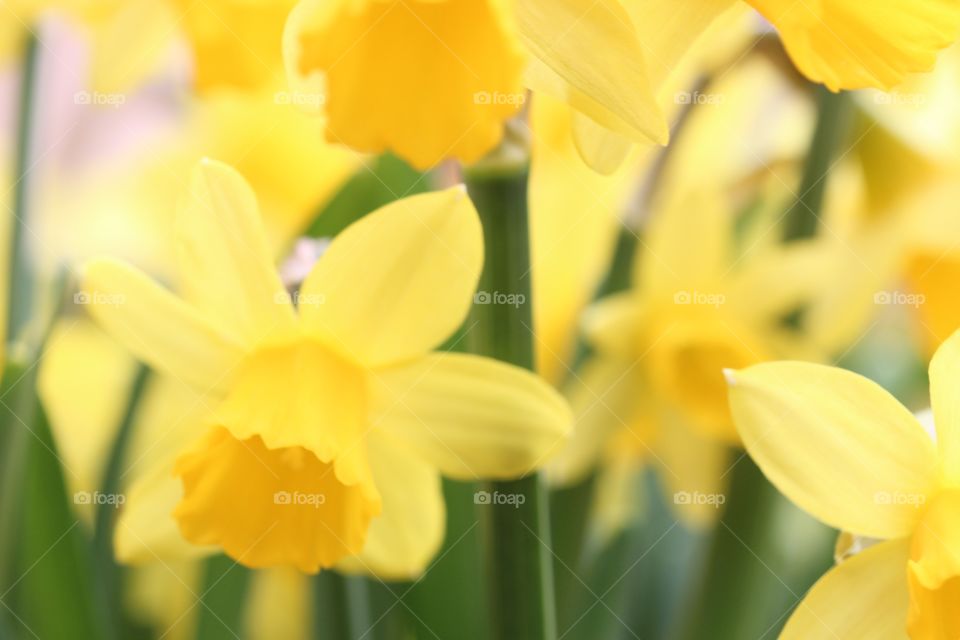 Daffodils flower growing on plant