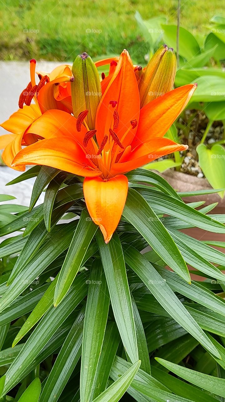 Orange lilies in bloom Ireland