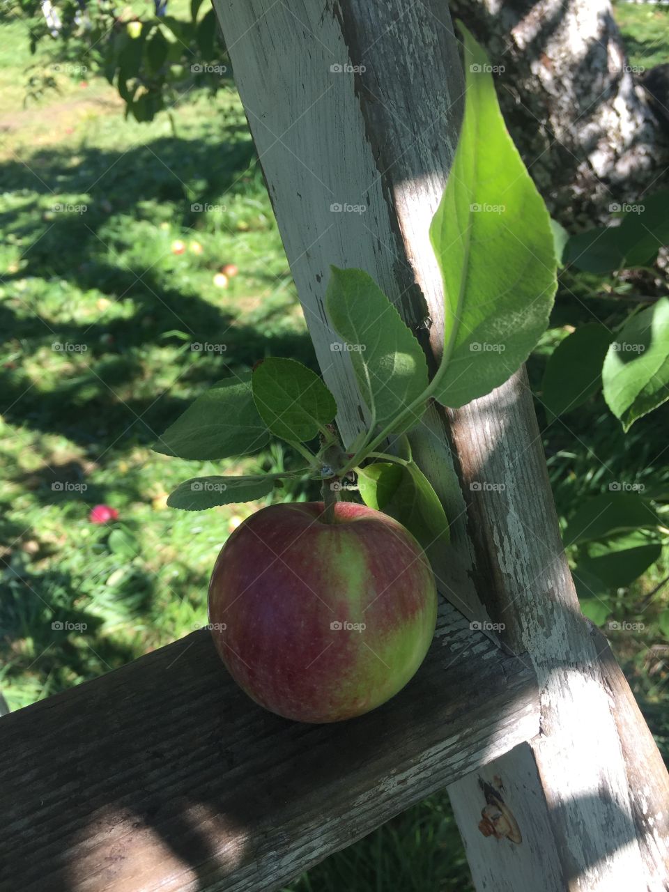 Just an apple