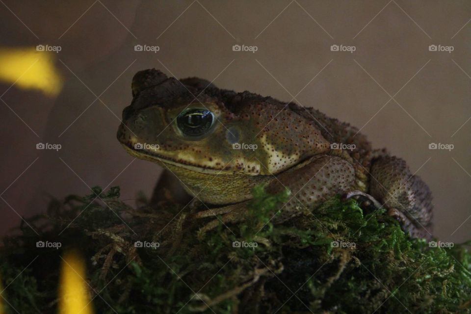 Toad 