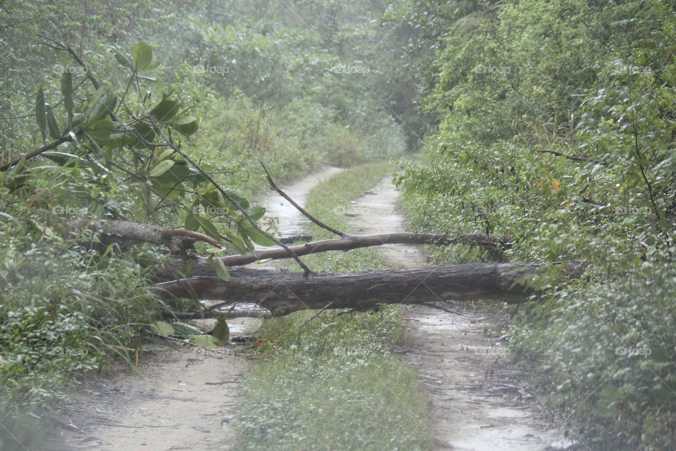 Aftermath of hurricane. Highwinds caused a tree to fall in the road.