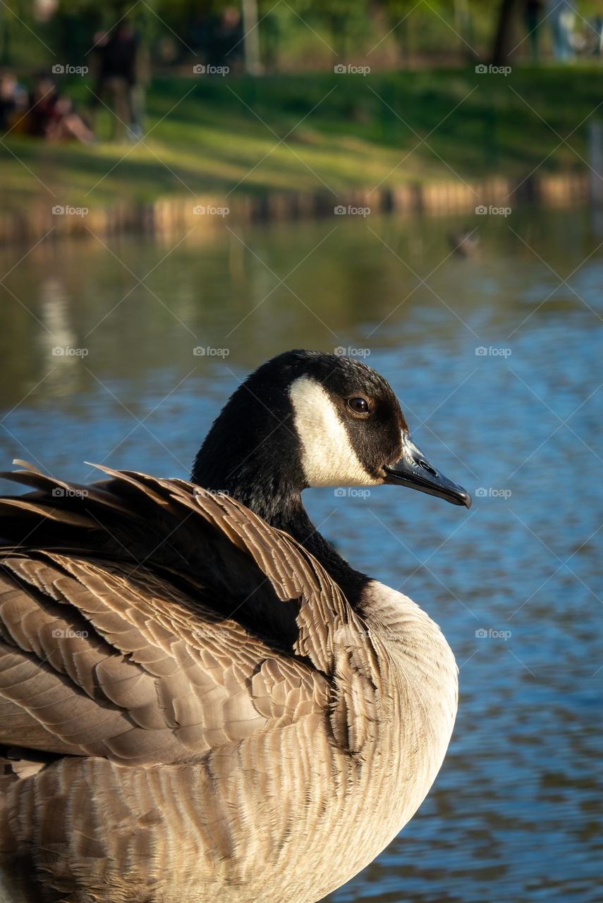 Duck in a Antwerpen park