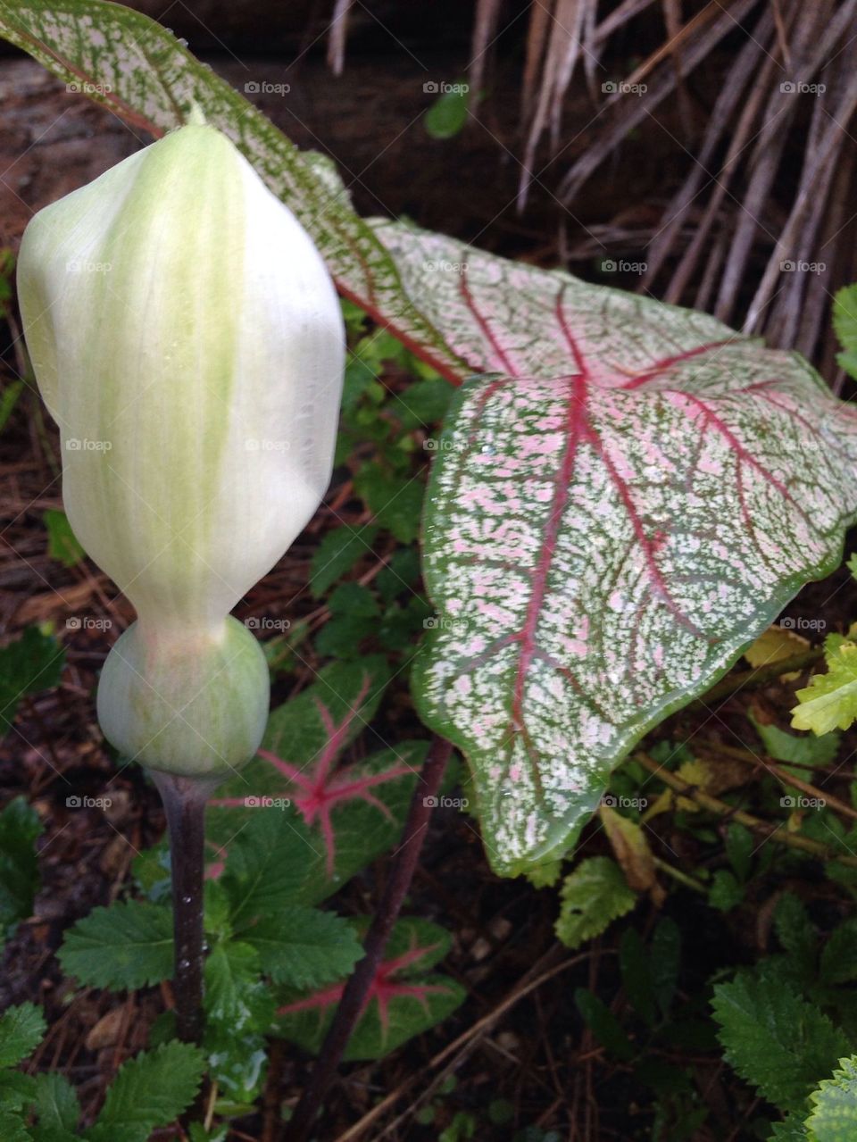 Caladium