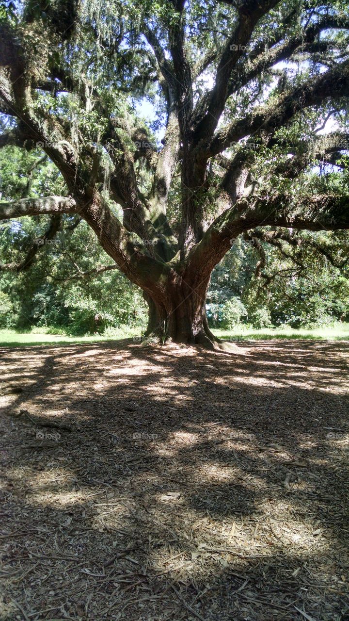 300 Year Old Oak