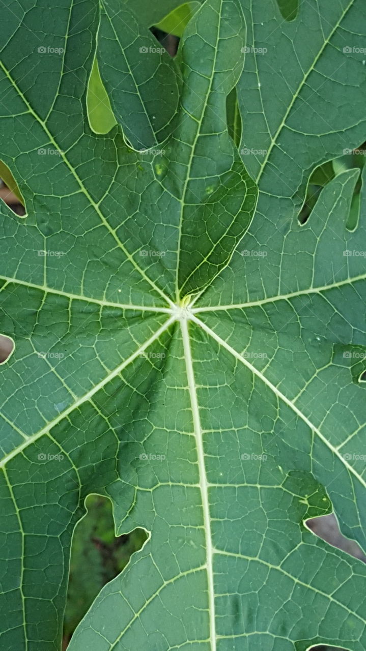 Closeup pic of a leaf in the jungle