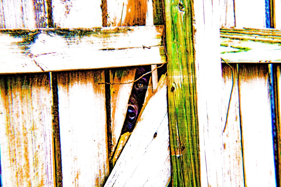 Neighbors dog playing peekaboo