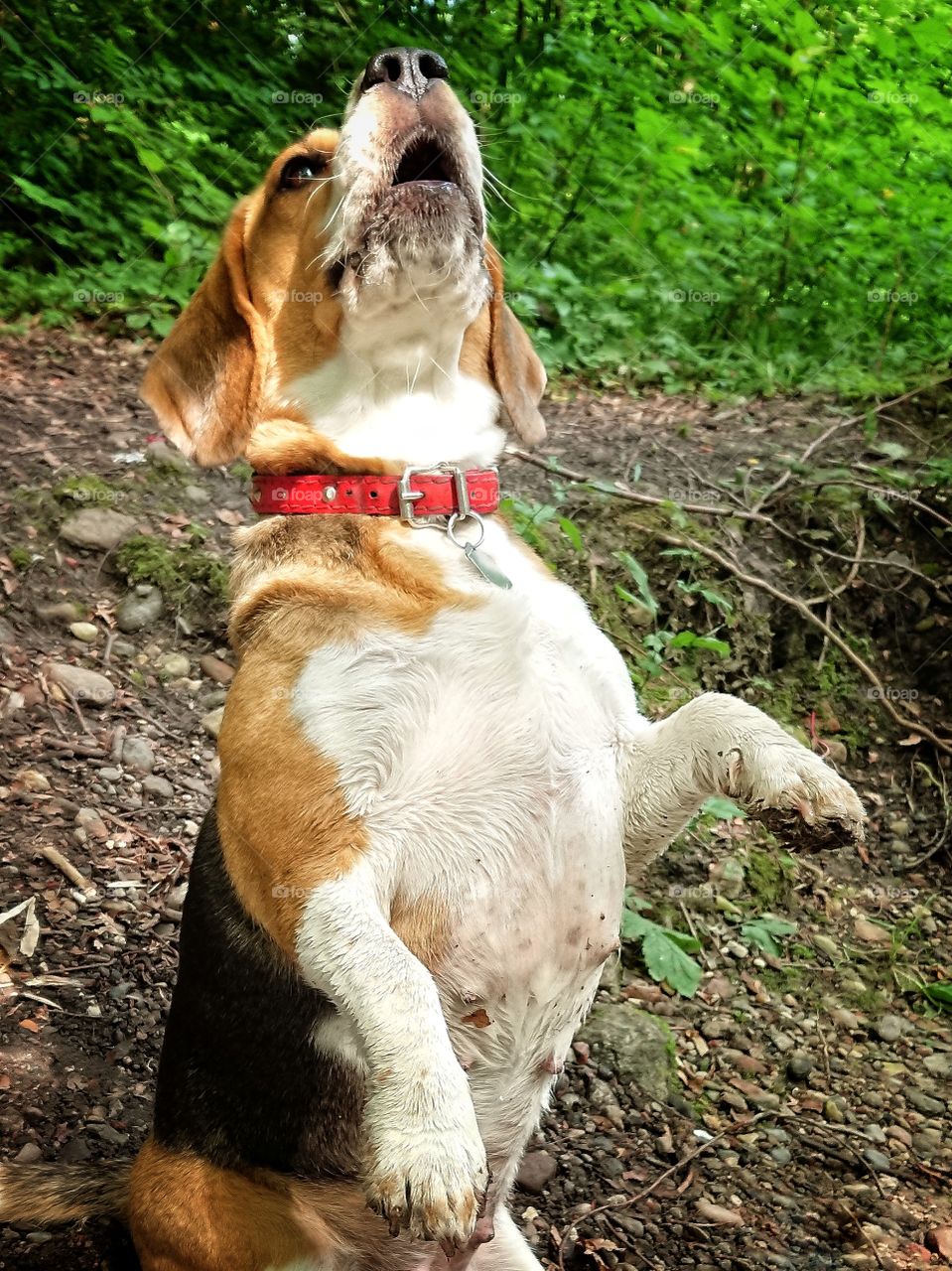 Crazy beagle dog