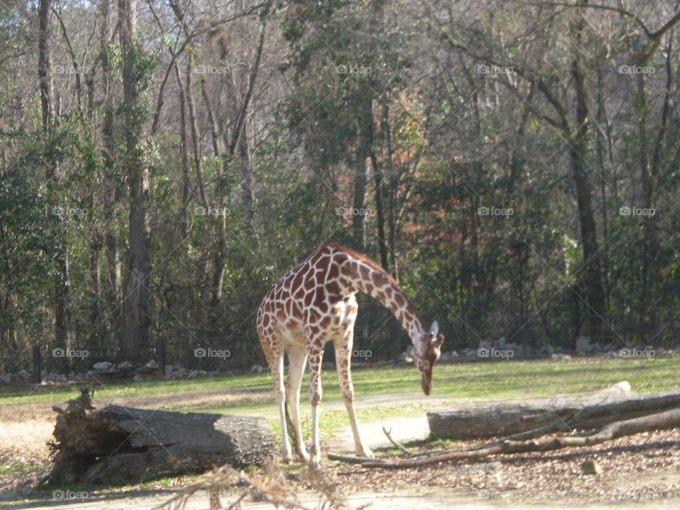 Giraffe . zoo resident 