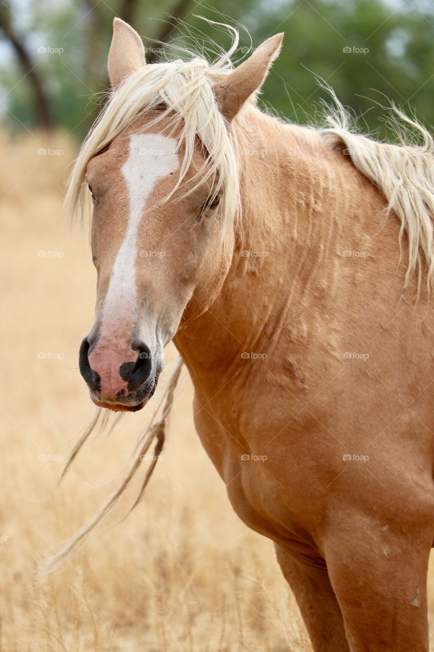 Wild palomino stallion horse in open field with unruly knotted mane 