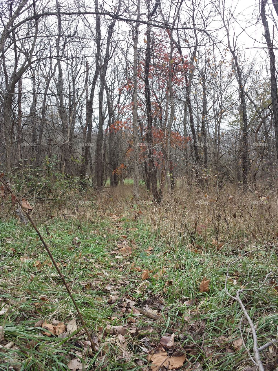 woodland deer trail