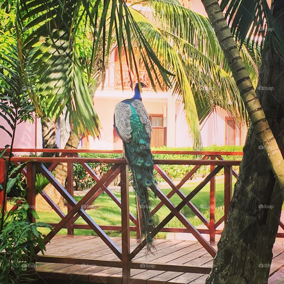 Peacock in Punta Cana