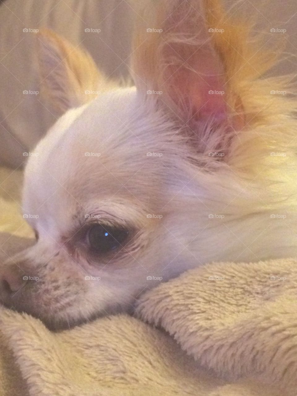 Thinking time for chihuahua 