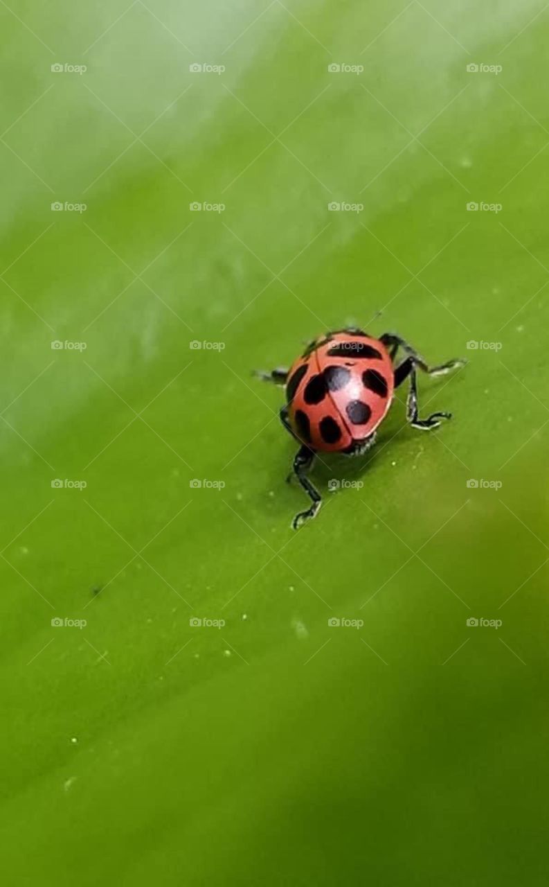“The ladybug stands for protection, healing, good fortune, and grace. It's a very spiritual animal that often protects plants and flowers from pests and other bugs.”