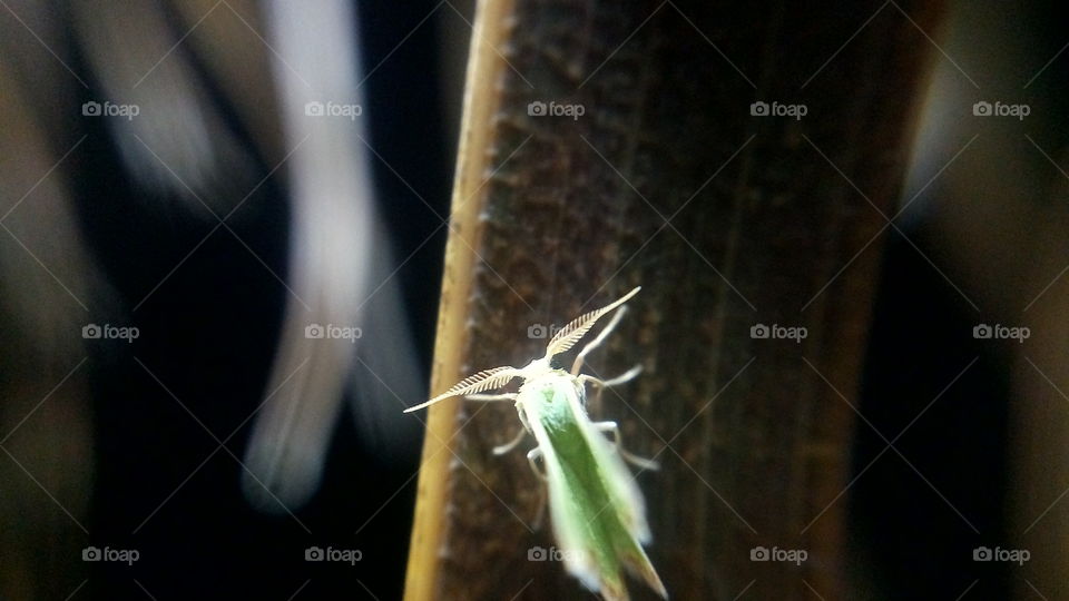 the most beautiful small green colour insect