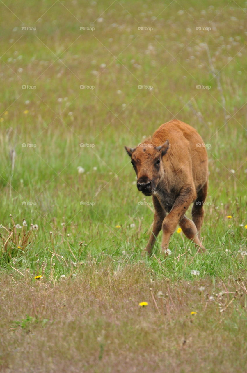 Bison cattle walking
