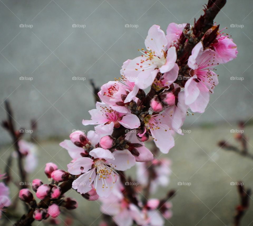 Drawf Peach Blossoms, Nashville, Tennessee, 2019