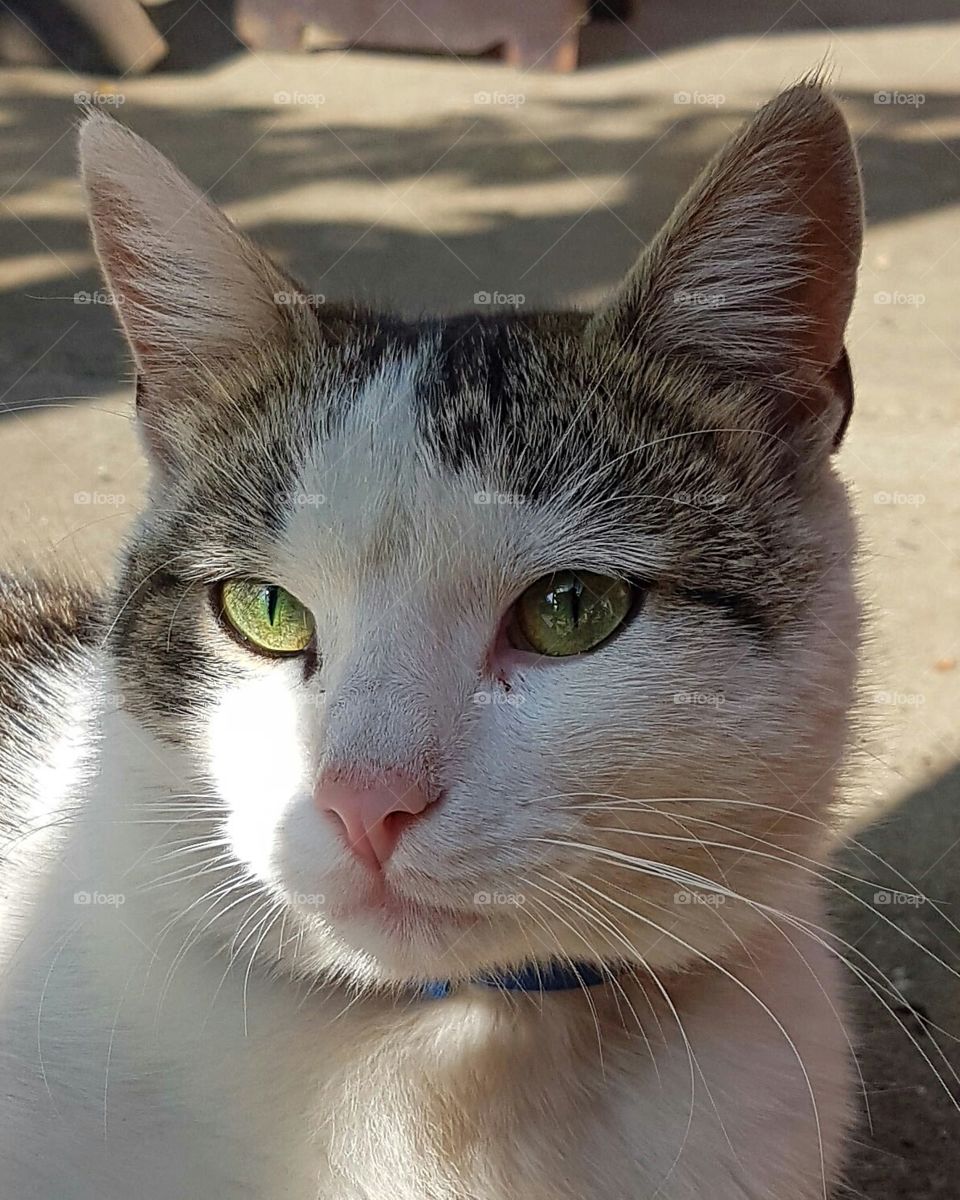 domestic cat looking at the camera