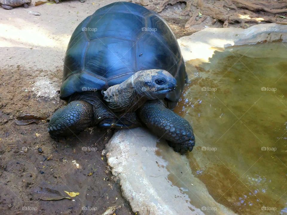 turtle tortoise