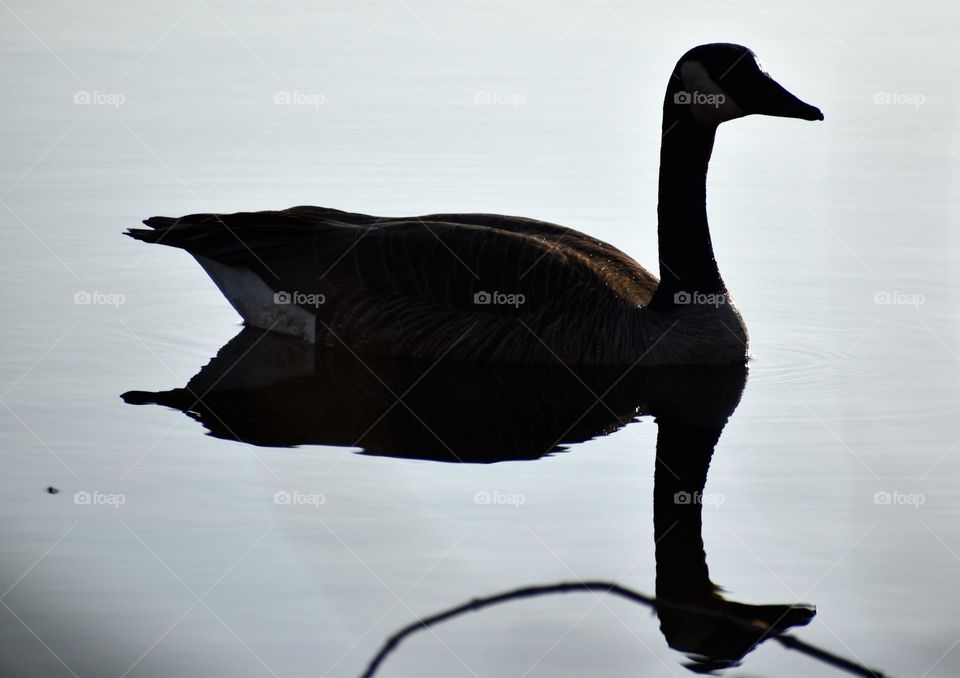 The silhouette of a goose on the pure waters