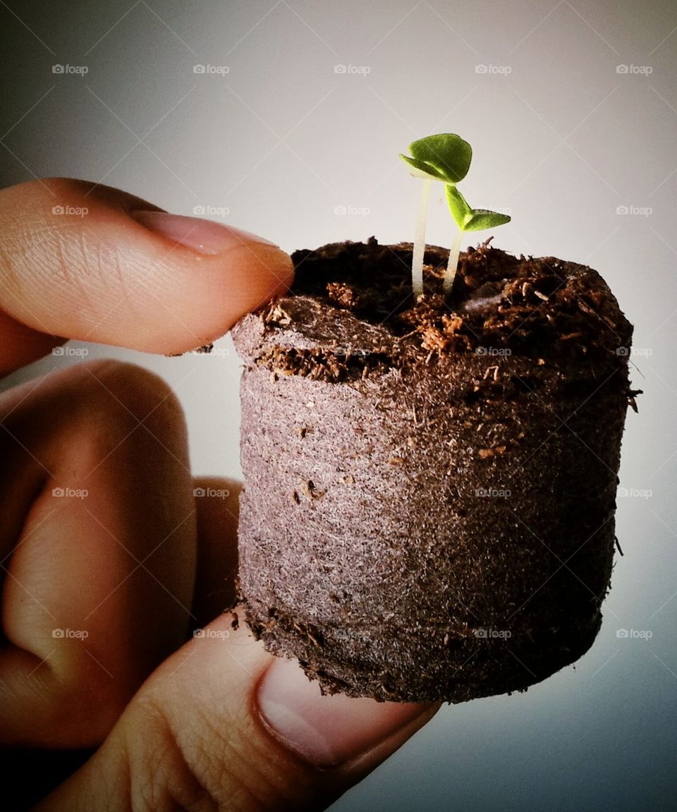 Seedling