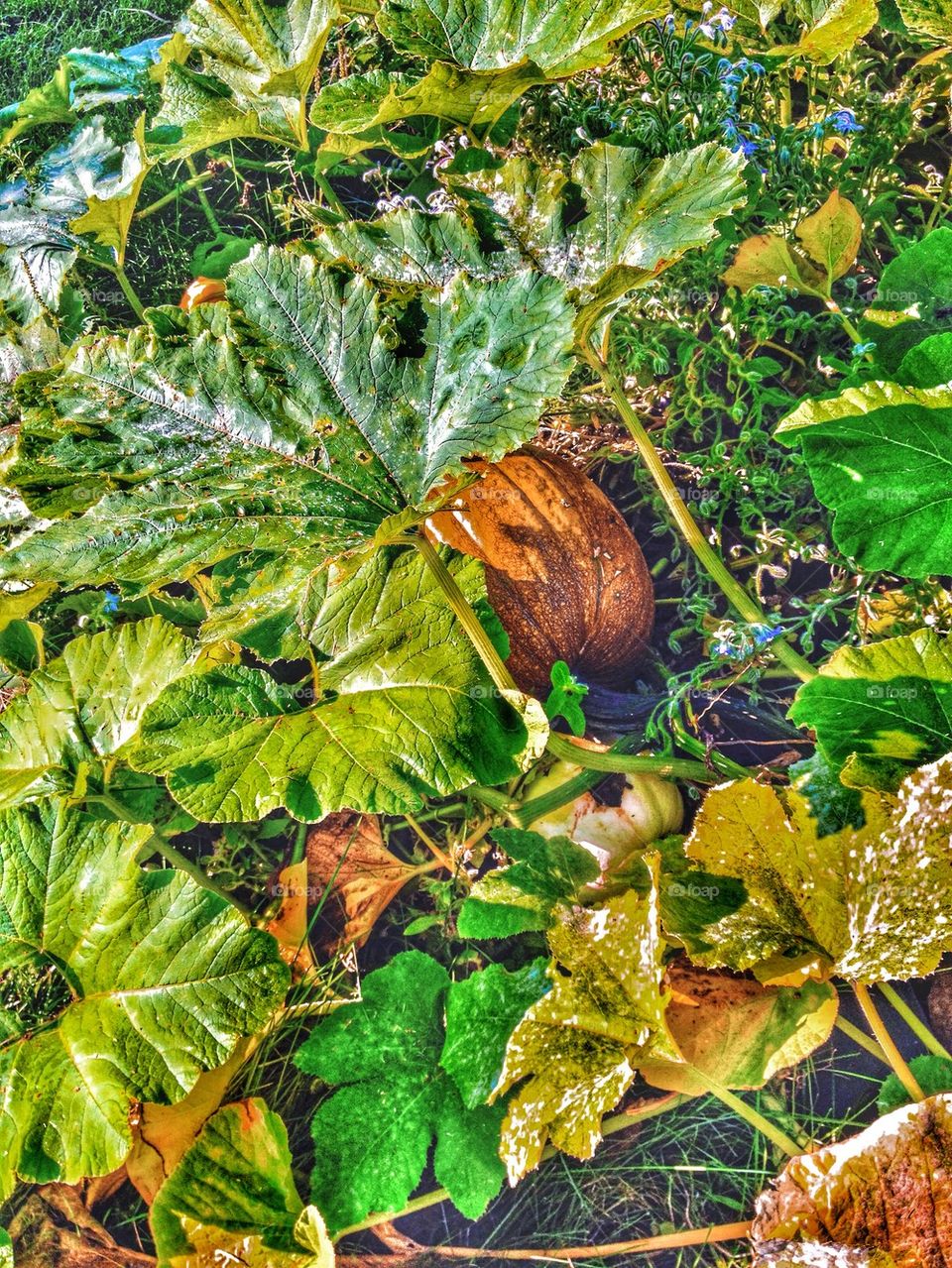 Frolicking in the pumpkin patch