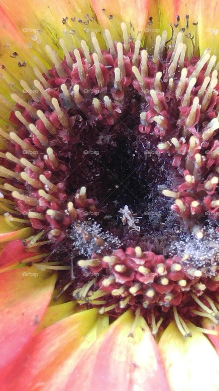 Gerbera Daisy Center