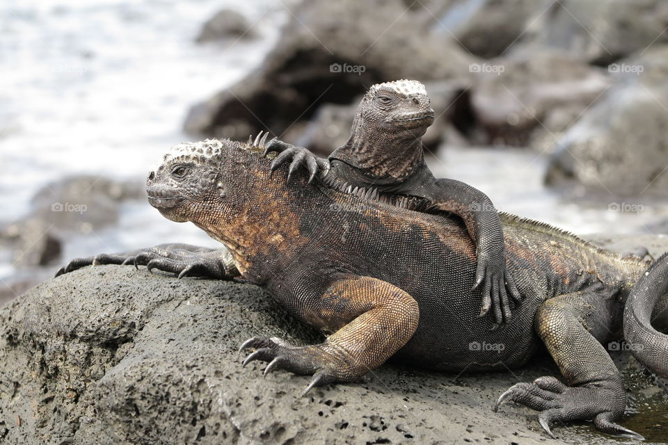 Galapagos Iguana buddies