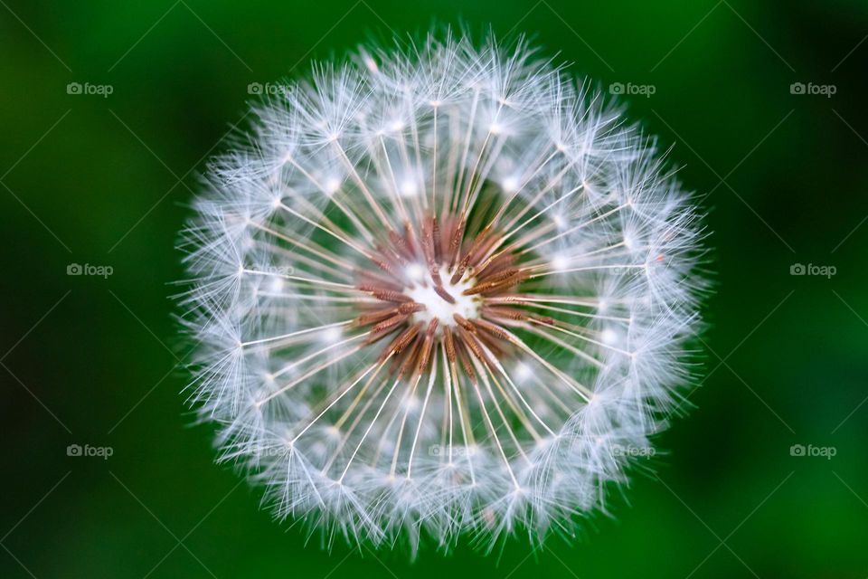 A dandelion