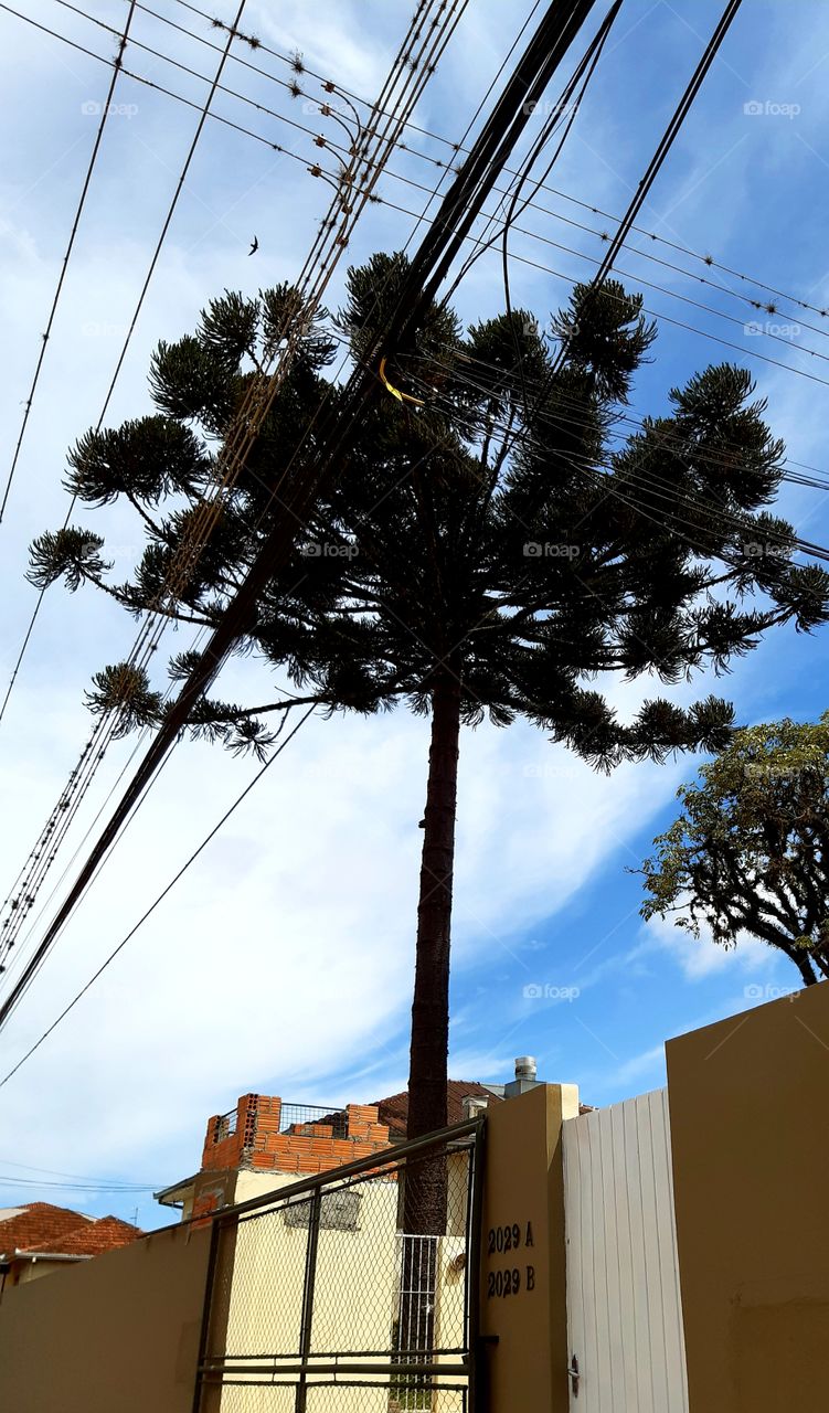 Nossa araucária, Árvore típica do sul do Brasil, ameaçada de extinção. Resiste no meio da cidade.