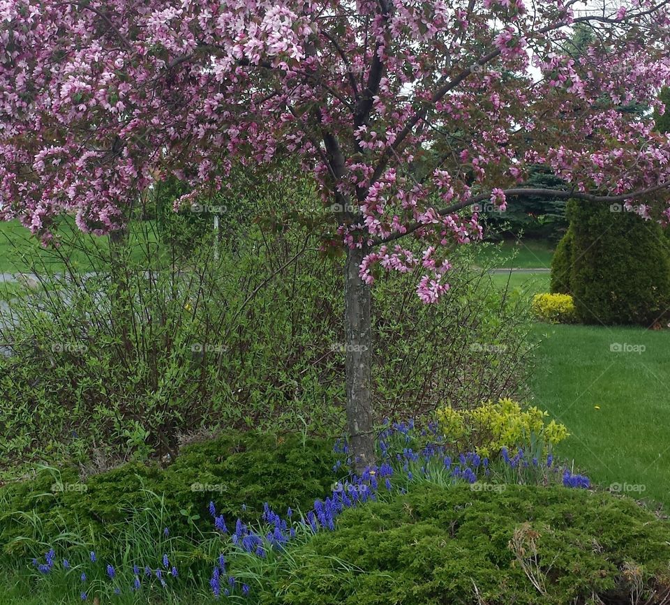 Blooms. Pinks & Blue