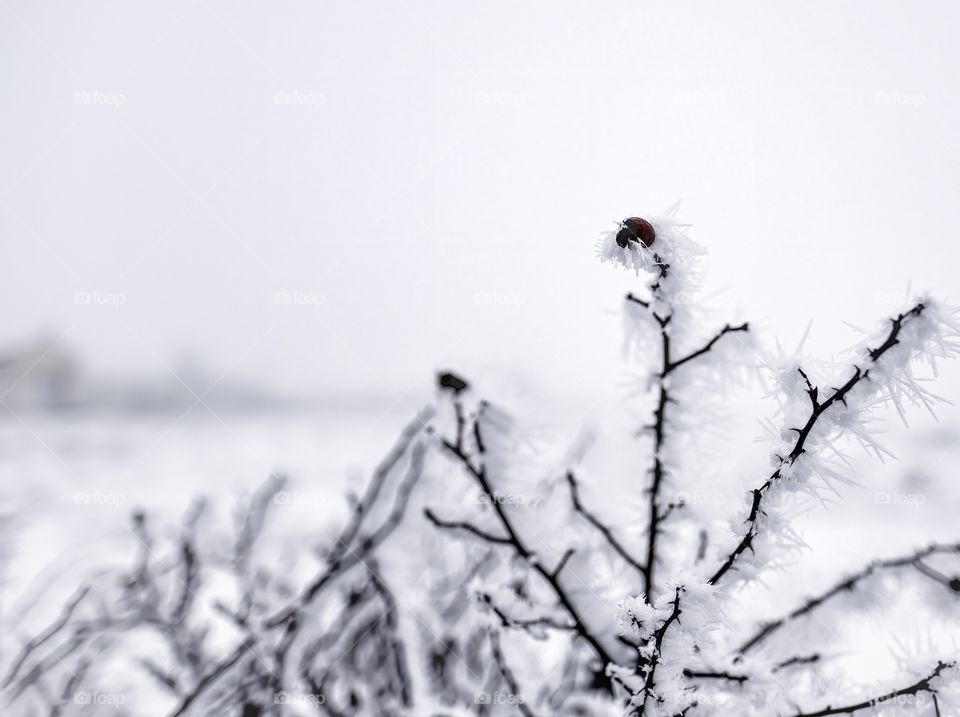 Rose hip in snow