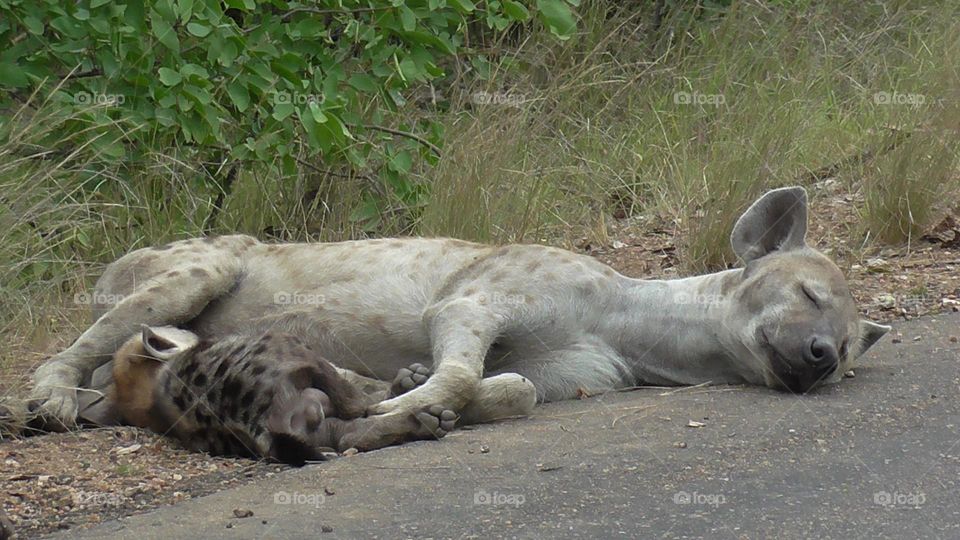 Hyena mother with suckling cub