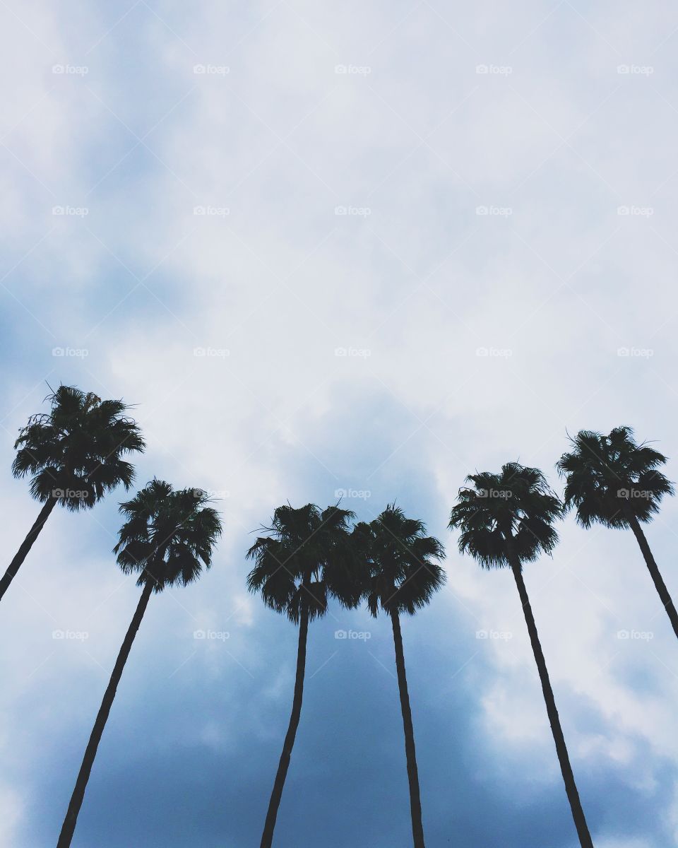 Typical LA palm trees