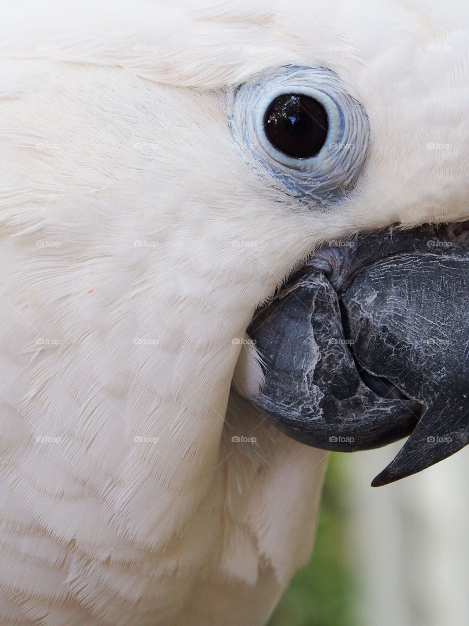 Closeup of cockatoo feathers, beak, and eye 
