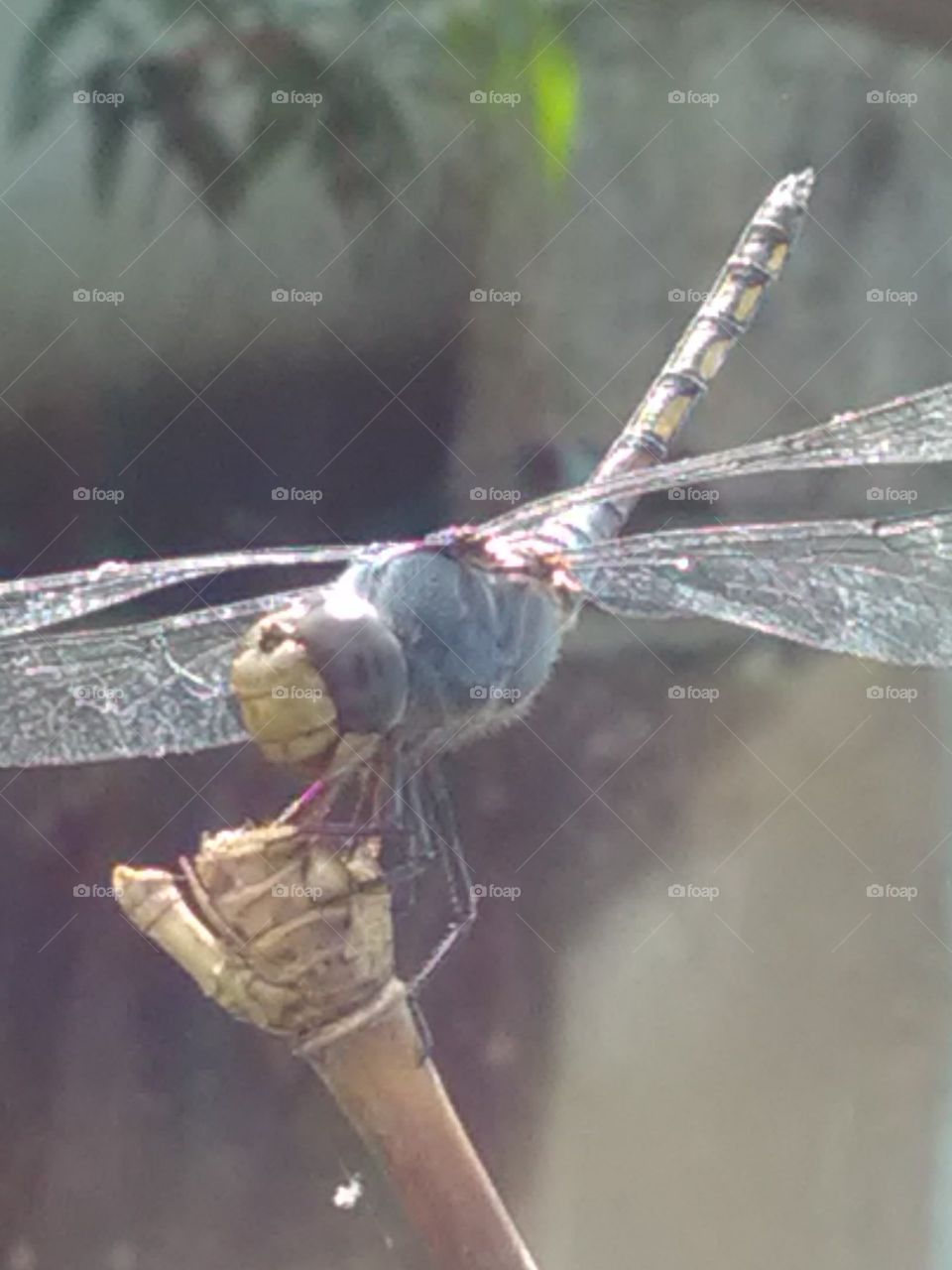 This is a very beautiful as a eroplene blue housefly.