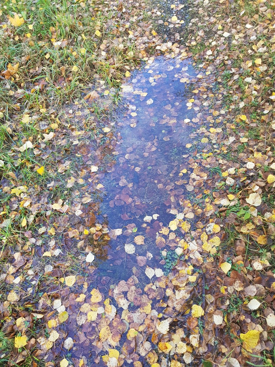 puddle