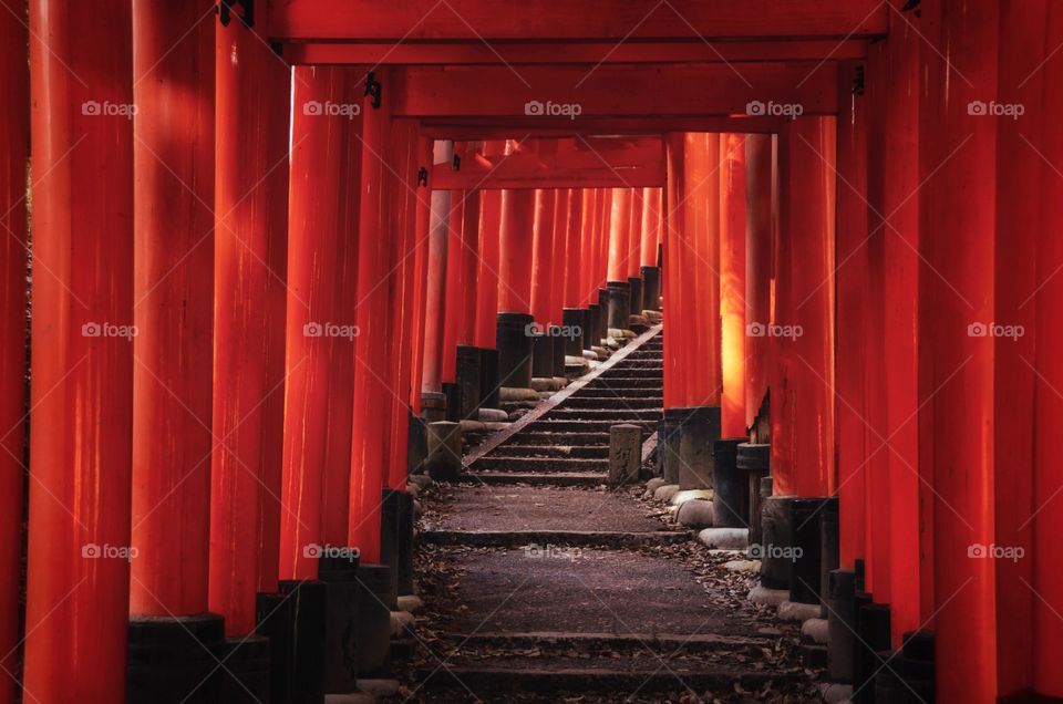 A seemingly endless path of vibrant orange torii gates