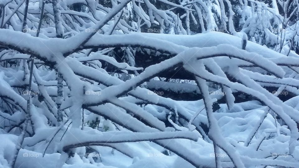 Snow Branches