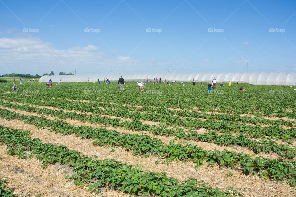 Field of Strawberries and people selfpicking outside Malmö in Sweden.