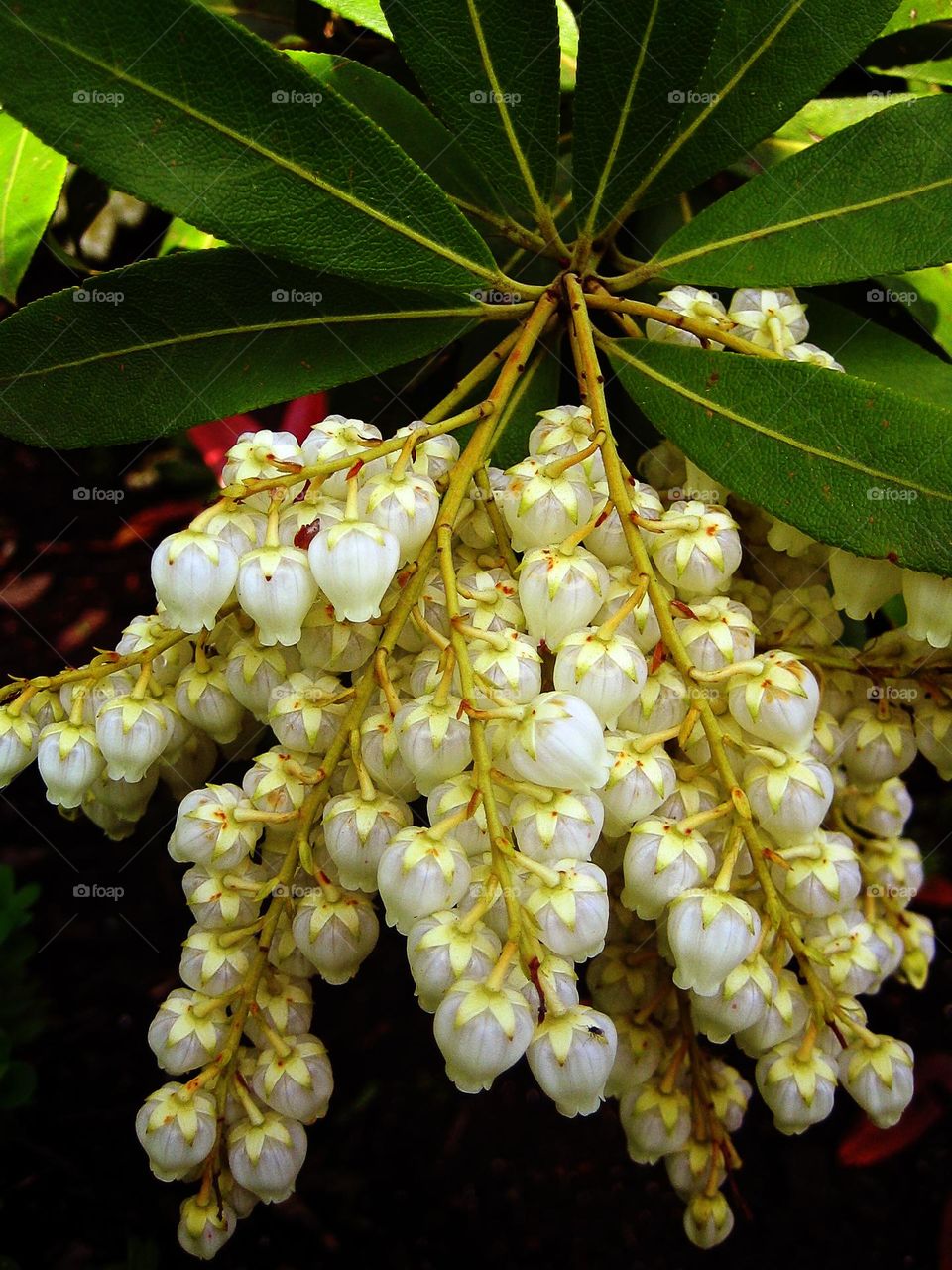Flower blossoming close up background nature therapy summer mood positive vibes