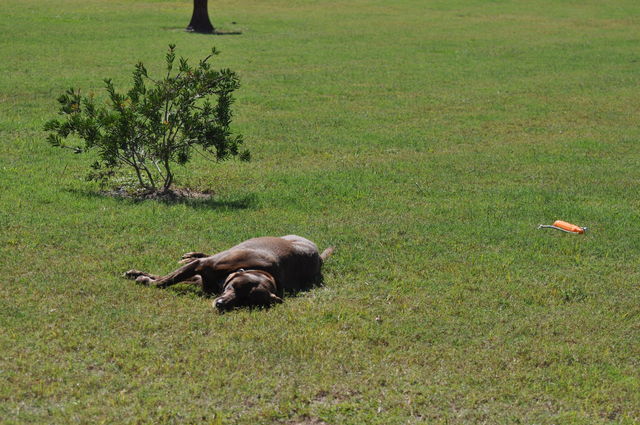 Dog being lazy