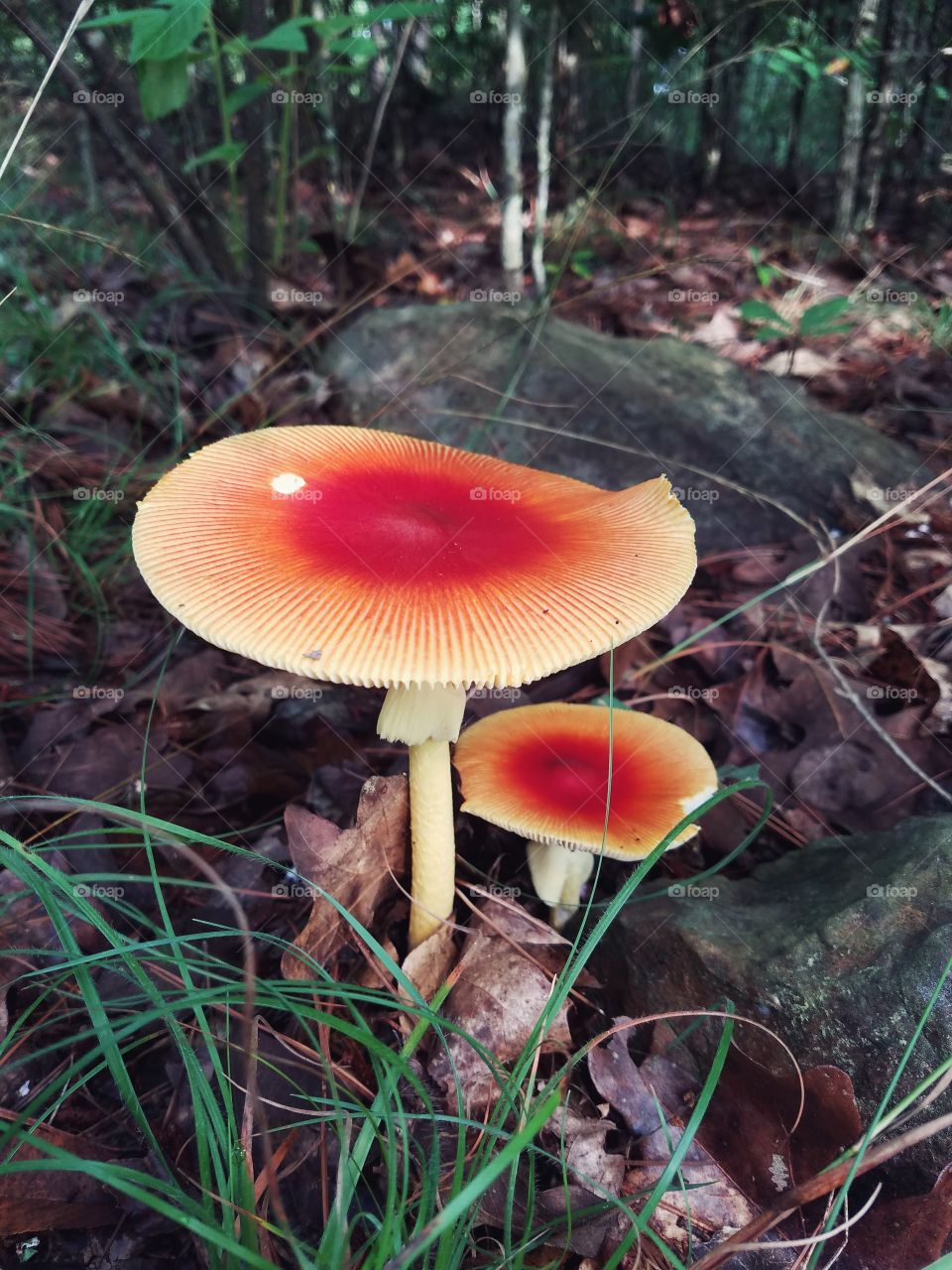 Wild mushrooms in the Ozark National Forest of Arkansas