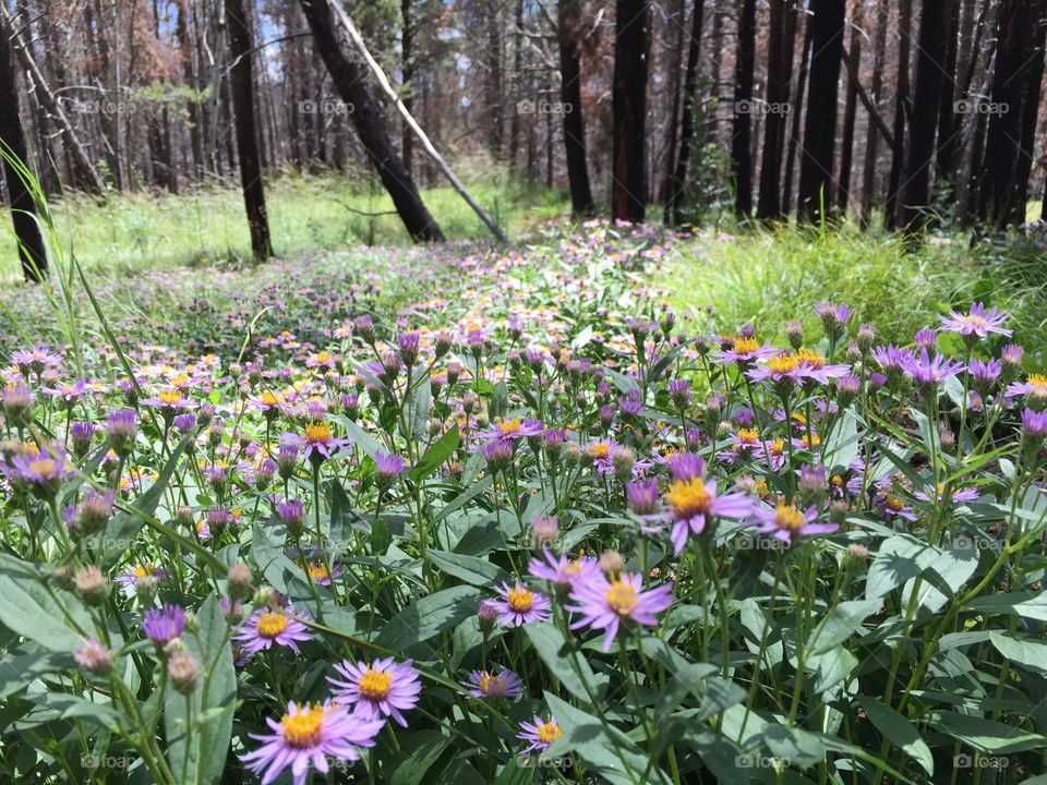 Mountain Asters Wildflowers. A large group of blooming mountain aster Wildflowers on Casper Mountain in Casper, Wyoming