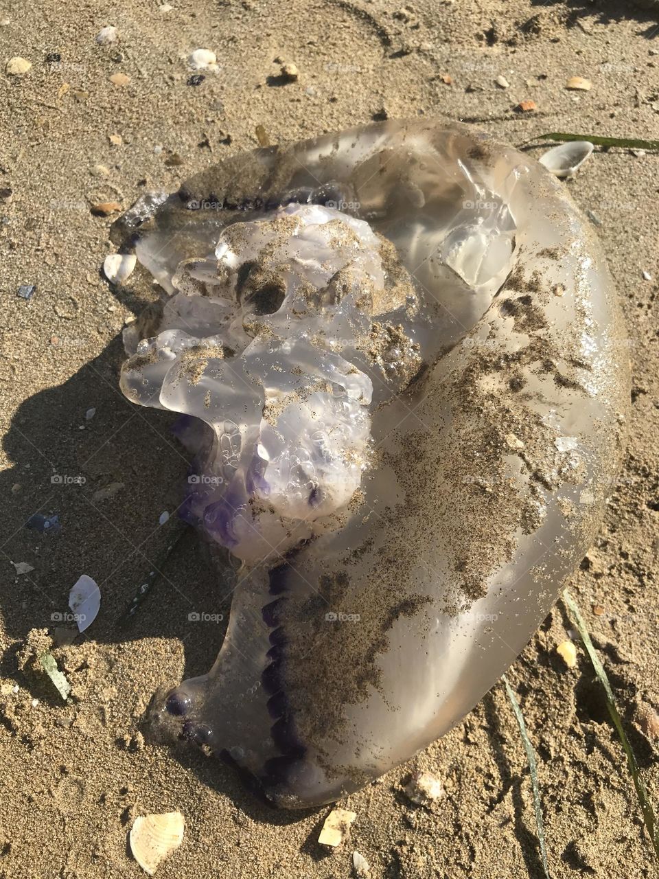 a large sea jellyfish on the coast of peace