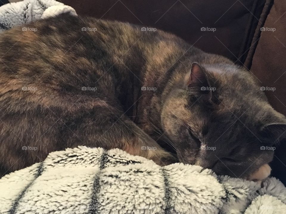 Sleeping tortoiseshell cat.