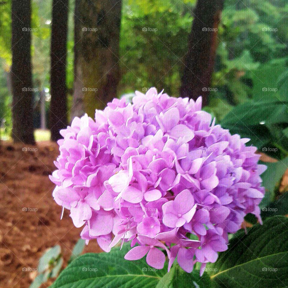 hydrangea. In the yard