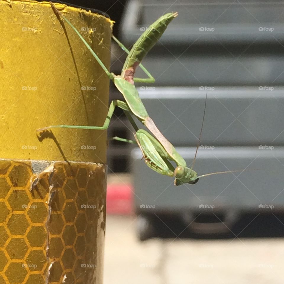 Californian Mantis. Lunch guest 