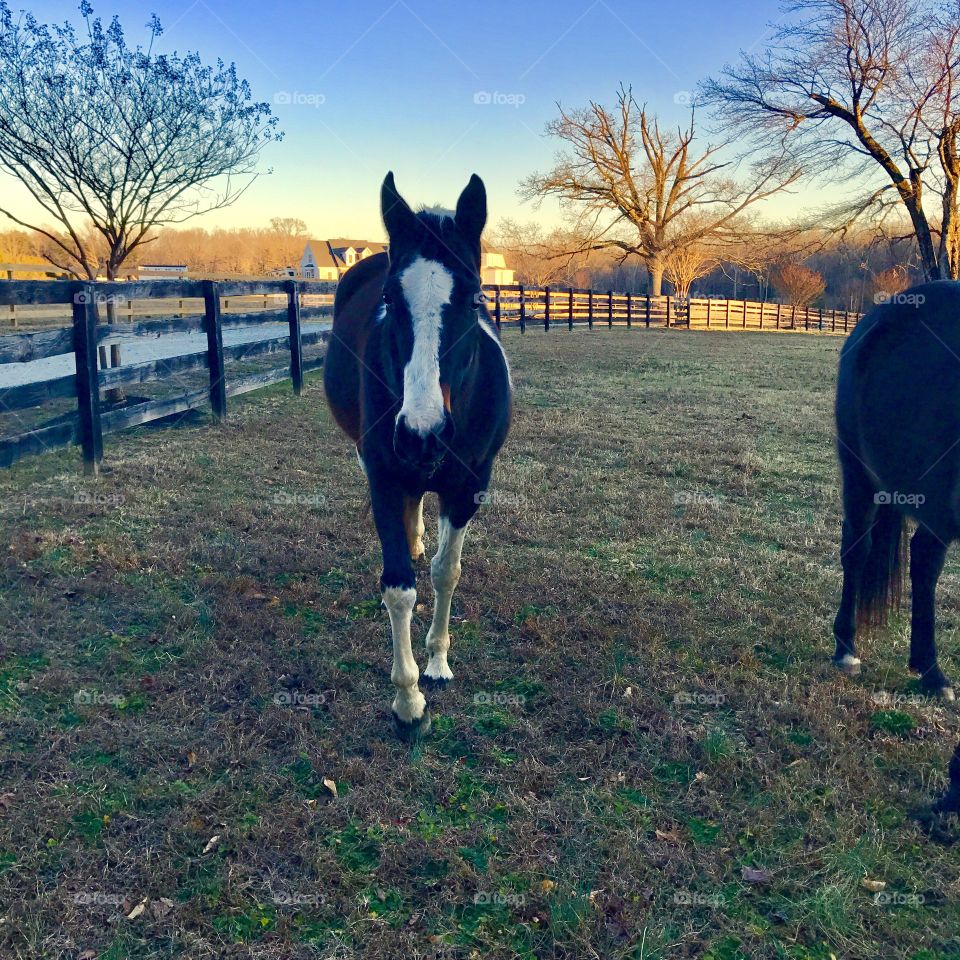 Horse at Sunset